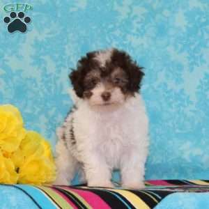 Parrot, Toy Poodle Puppy